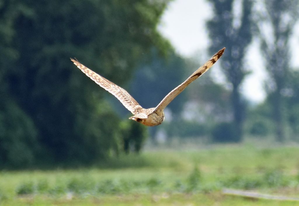 Gufo di palude (Asio flammeus) ?    S !